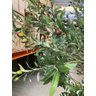 Árvore Oliveira Artificial Planta Premium Realista com 2.50m. - 4