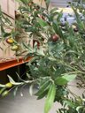 Ver imagem 4 de Árvore Oliveira Artificial Planta Premium Realista com 2.50m.
