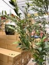 Ver imagem 6 de Árvore Oliveira Artificial Planta Premium Realista com 2.50m.