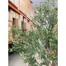 Árvore Oliveira Artificial Planta Premium Realista com 2.50m. - 7