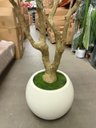 Ver imagem 5 de Árvore Oliveira Artificial Planta Premium Realista com 2.50m.