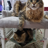 Redinha de Gatos para Cadeiras, Poltronas e Mesa de Canto Quadriculado - 7