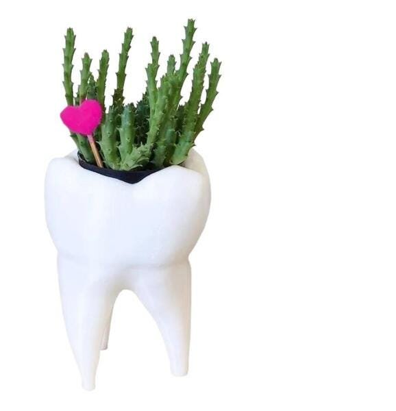 Vaso De Planta Decorativo Para Suculentas Odontologia Dente