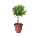 Ver imagem 3 de Kit C/ 5 Vasos Redondo Rattan Terracota 36l Anti Dengue