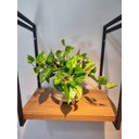 Ver imagem 3 de Arranjo Jiboia 30cm com Vaso Fendi