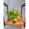 Arranjo Jiboia 30cm com Vaso Fendi - 3