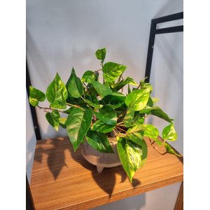 Arranjo Jiboia 30cm com Vaso Fendi