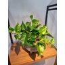 Arranjo Jiboia 30cm com Vaso Fendi - 1