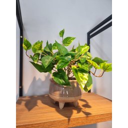 Arranjo Jiboia 30cm com Vaso Fendi - 4