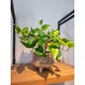 Arranjo Jiboia 30cm com Vaso Fendi - 4