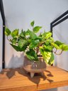 Ver imagem 4 de Arranjo Jiboia 30cm com Vaso Fendi