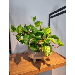 Arranjo Jiboia 30cm com Vaso Fendi - 5