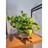 Arranjo Jiboia 30cm com Vaso Fendi - 5