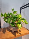 Ver imagem 5 de Arranjo Jiboia 30cm com Vaso Fendi