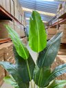 Ver imagem 5 de Bananeira Artificial para Decoração Árvore Real Toque com 2.20m, Planta Decorativa para Casa/eventos