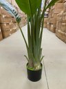 Ver imagem 6 de Bananeira Artificial para Decoração Árvore Real Toque com 2.20m, Planta Decorativa para Casa/eventos