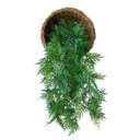 Ver imagem 7 de Kit com 6 Samambaias Pendentes Artificiais Premium para Decoração Verde