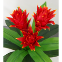 Ver imagem 2 de Planta Realista com Flores Bromelia 3 Flores 80cm Sala Decor