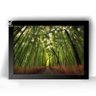 Quadro Decorativo Moldura Floresta Bambu Caminho Bambu 44x32 - 1