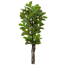 Ver imagem 1 de Planta Árvore Artificial Ficus Lyrata Real Toque X114 Verde 1,85m