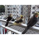 Ver imagem 1 de Kit Rede de Proteção Homellinea malha 3x3 para Janelas e Sacadas (Calopsitas) - 1,40 x 1,40