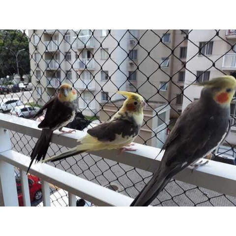 Kit Rede de Proteção Homellinea malha 3x3 para Janelas e Sacadas (Calopsitas) - 1,40 x 1,40