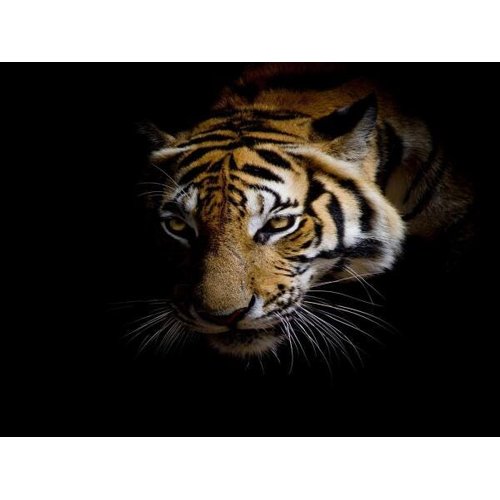 Papel De Parede Animais Tigre Paisagem 3d 6m² Anm119