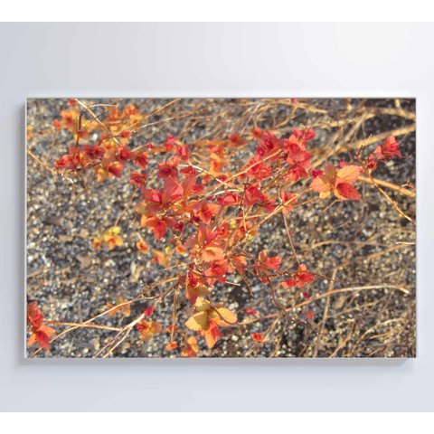 Quadro Galhos e Flores Decor&Quadros NAT004