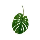 Ver imagem 2 de Kit 4 Costela De Adão Artificial 70cm Planta Verde Realista