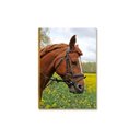 Ver imagem 3 de Kit 5 Placas MDF Cavalos Decorativos Estilo Country DC35