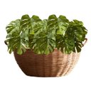 Ver imagem 4 de 10 Folhas Artificiais Costela de Adão Toque Real 65x40cm para Decoração de Escritórios e Consultório