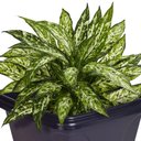 Ver imagem 5 de Vaso de Planta Quadrado Grande 16,5 Litros Floreira Jardim Decorativo Cachepot Cone Plastico Horta C