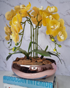 Ver imagem 1 de Arranjo Com 4 Orquídeas Amarela Vaso Rose 28cm