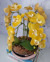Ver imagem 2 de Arranjo Com 4 Orquídeas Amarela Vaso Rose 28cm