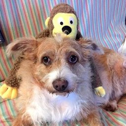 Brinquedos De Pelúcia Pet Para Cães Happy Grande - Marrom - 4