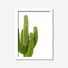 Quadro Decorativo Cactos 33cmx24cm Los Quadros - 2
