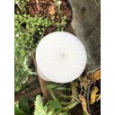 Ver imagem 4 de N.Sra Da Imaculada Conceição Na Vela Gruta Cor: Branco Com Dourado