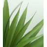 Arvore Planta Agave Folhagem Suculenta Grande 100cm Premium - 2