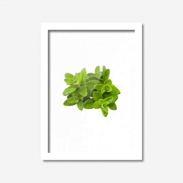 Quadro Decorativo Manjericão 33cmx24cm Los Quadros - 1