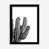 Quadro Decorativo Cactos Preto e Branco 33cmx24cm Los Quadros - 2