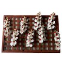 Ver imagem 6 de Kit 5 Flores Orquídeas Artificiais 110cm Silicone Branco para Ambientes Elegantes