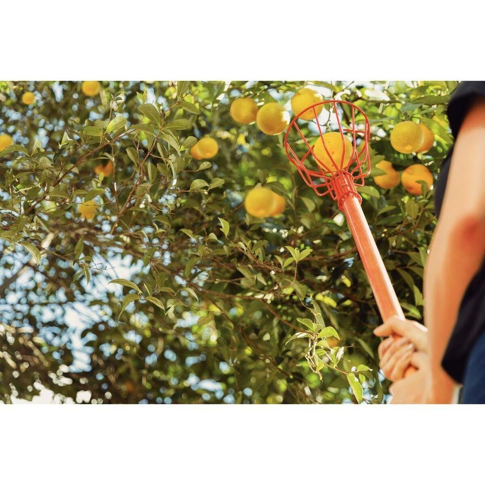 Colhedor de Frutas Pequeno Tramontina em Aço sem Cabo - 2