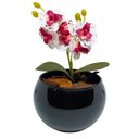 Ver imagem 1 de Vaso Decorativo Aquario Preto Esmaltado com Mini Orquídea - Branco Pintada