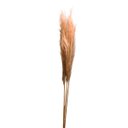 Ver imagem 2 de Kit com 3 Hastes de Capim Dos Pampas Desidratado