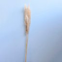 Ver imagem 4 de Kit com 3 Hastes de Capim Dos Pampas Desidratado