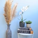 Ver imagem 3 de Kit com 3 Hastes de Capim Dos Pampas Desidratado