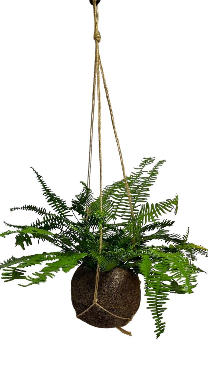 Kokedama Samambaia