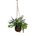 Ver imagem 1 de Kokedama Samambaia