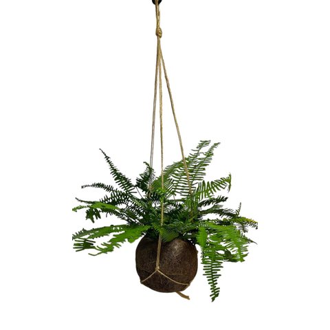 Kokedama Samambaia