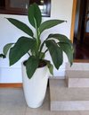 Ver imagem 3 de Vaso de Fibra de Vidro Roma m 70cm Brilhantes e Foscos Decorativo Branco